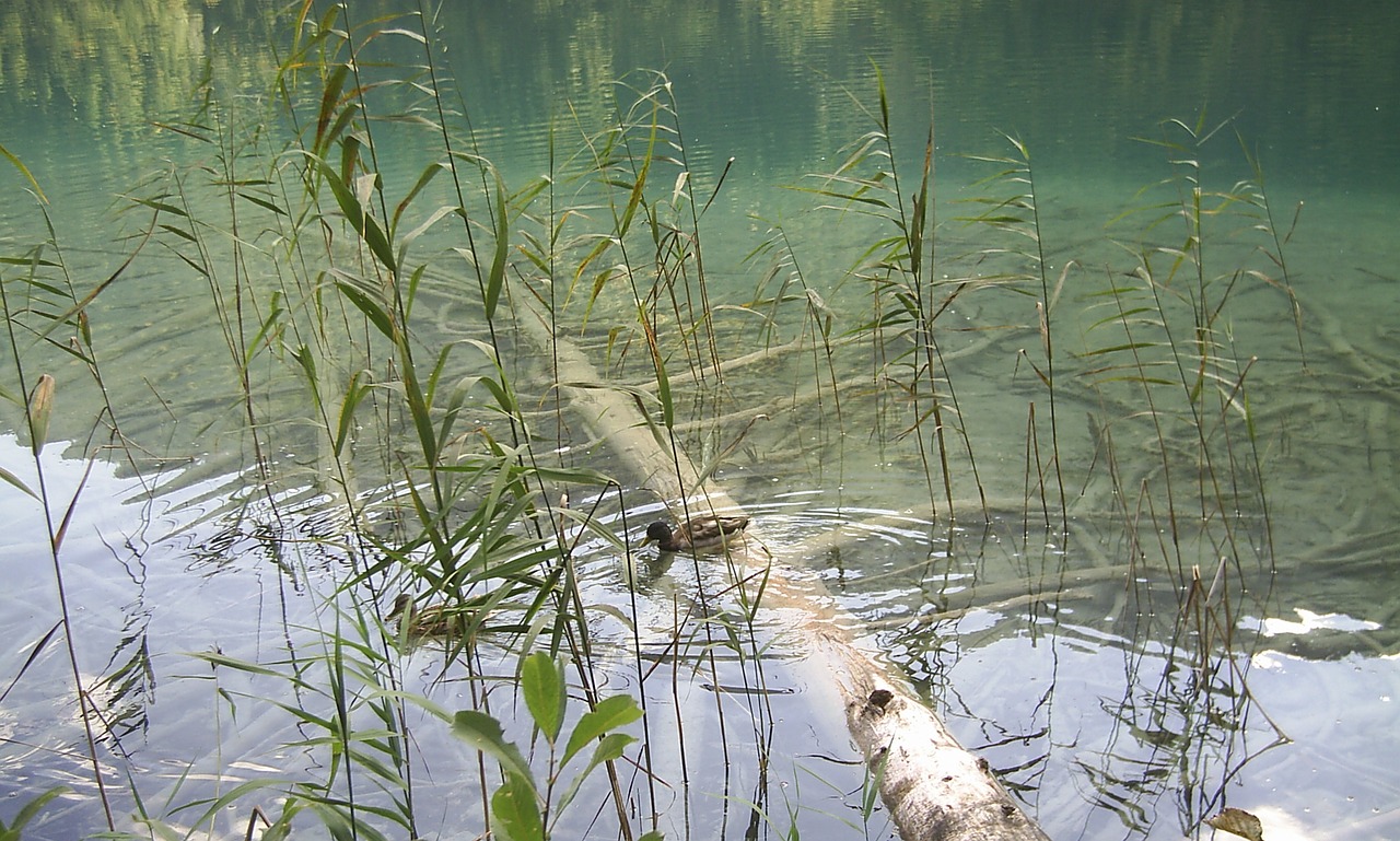 water lake nature free photo