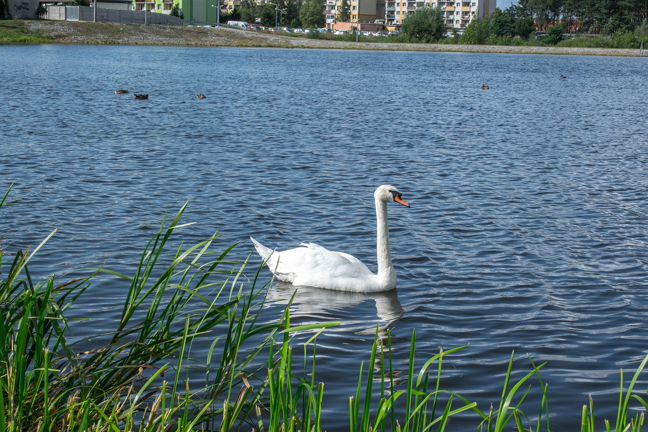 water lake pond free photo