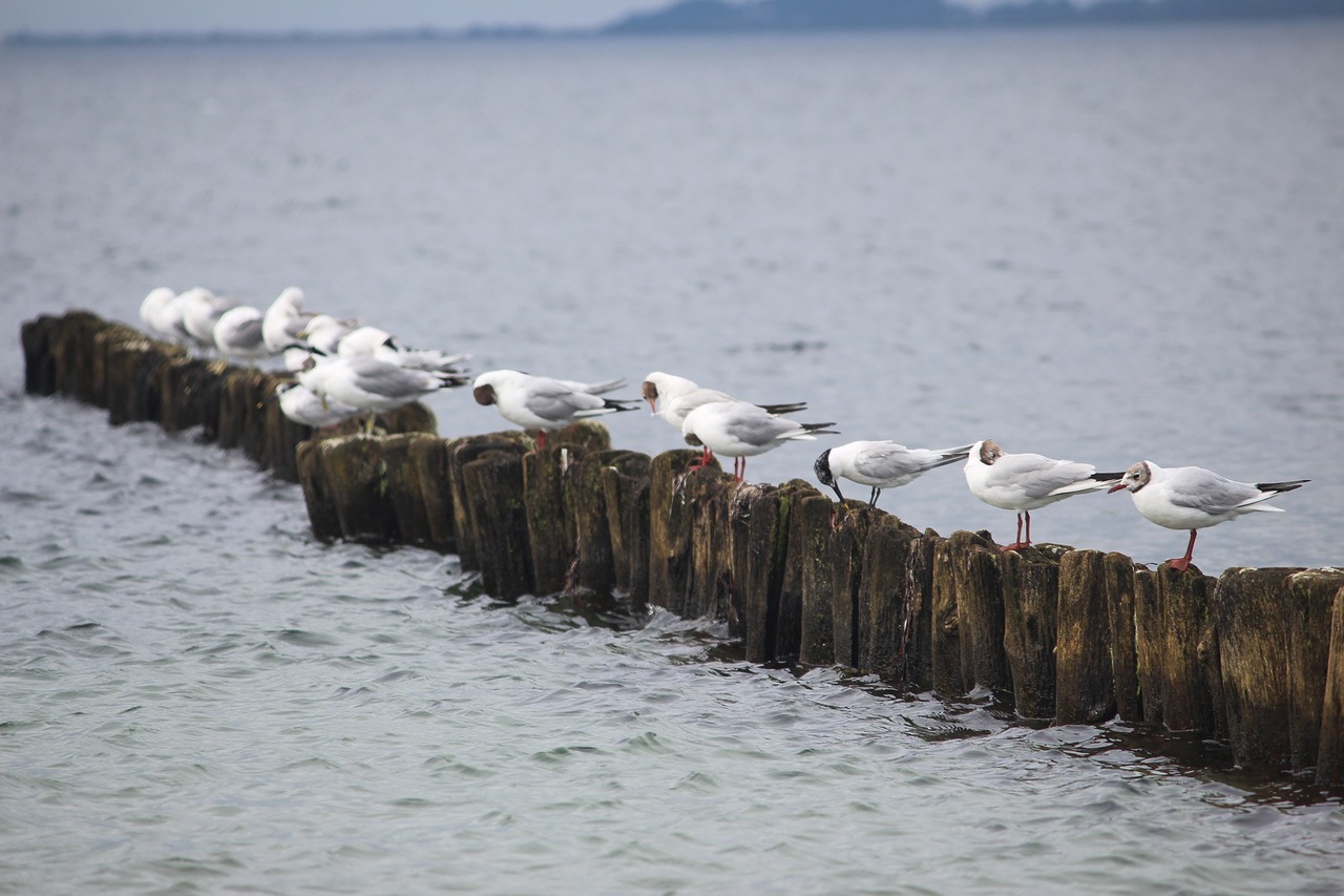 water seagull animal free photo