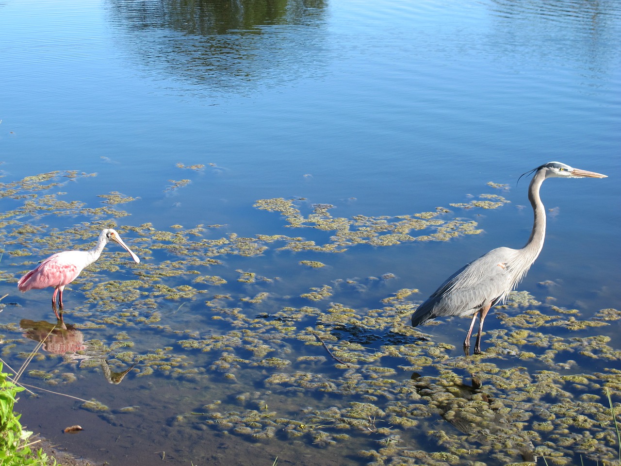 water pond bird free photo