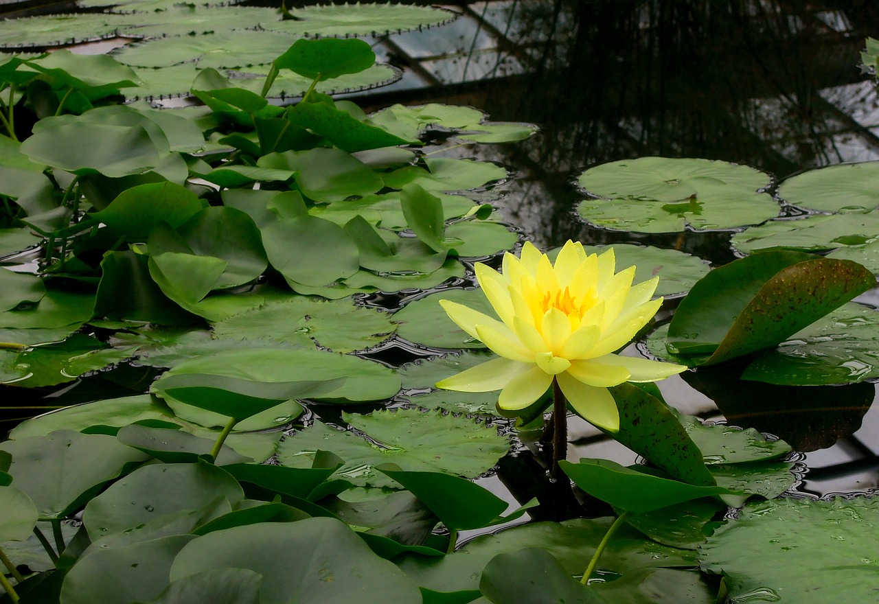 water lily water plants free photo