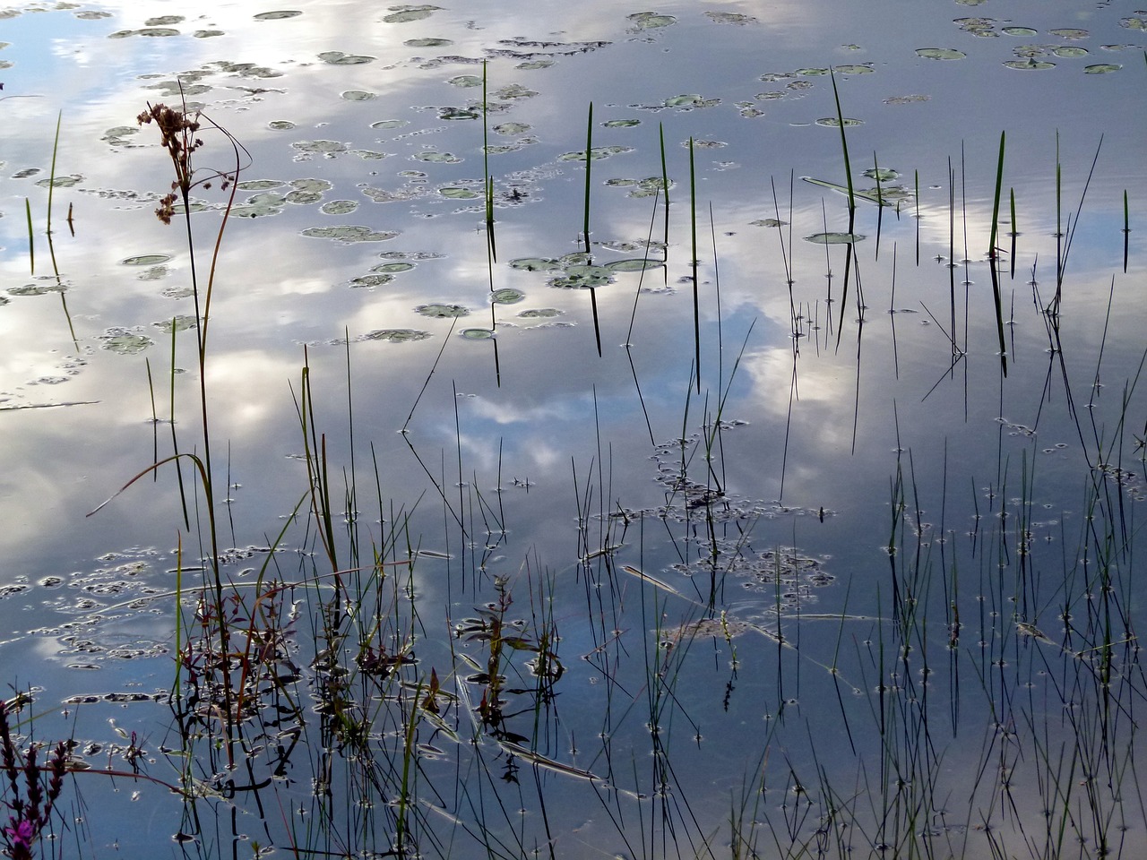 water reflection lake free photo