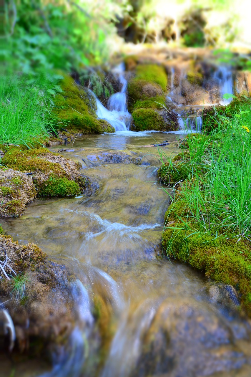 water forest nature free photo