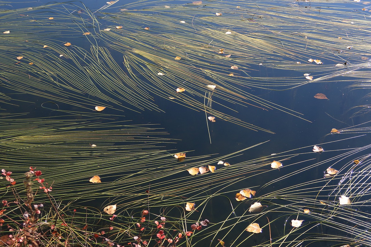 water lake autumn free photo