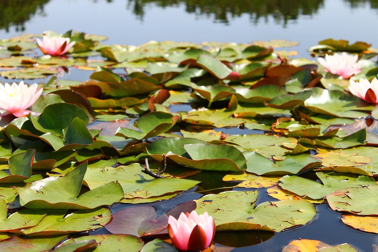 water lily pond free photo