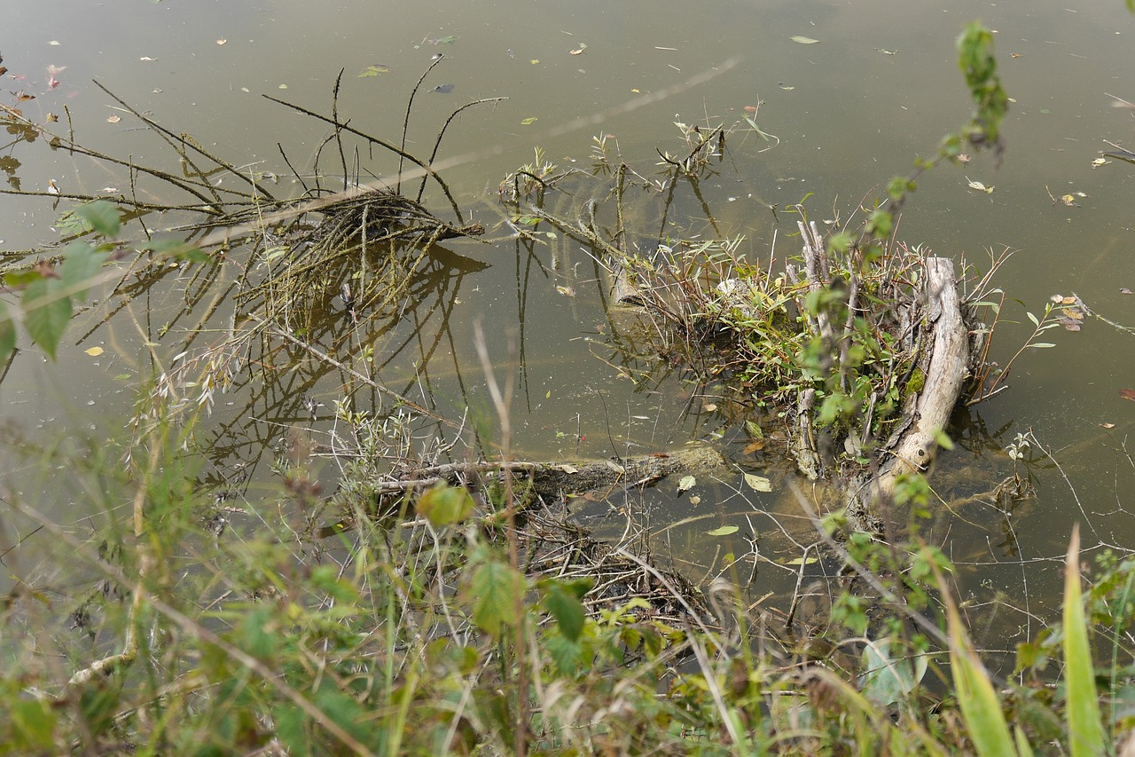 water pond bank free photo