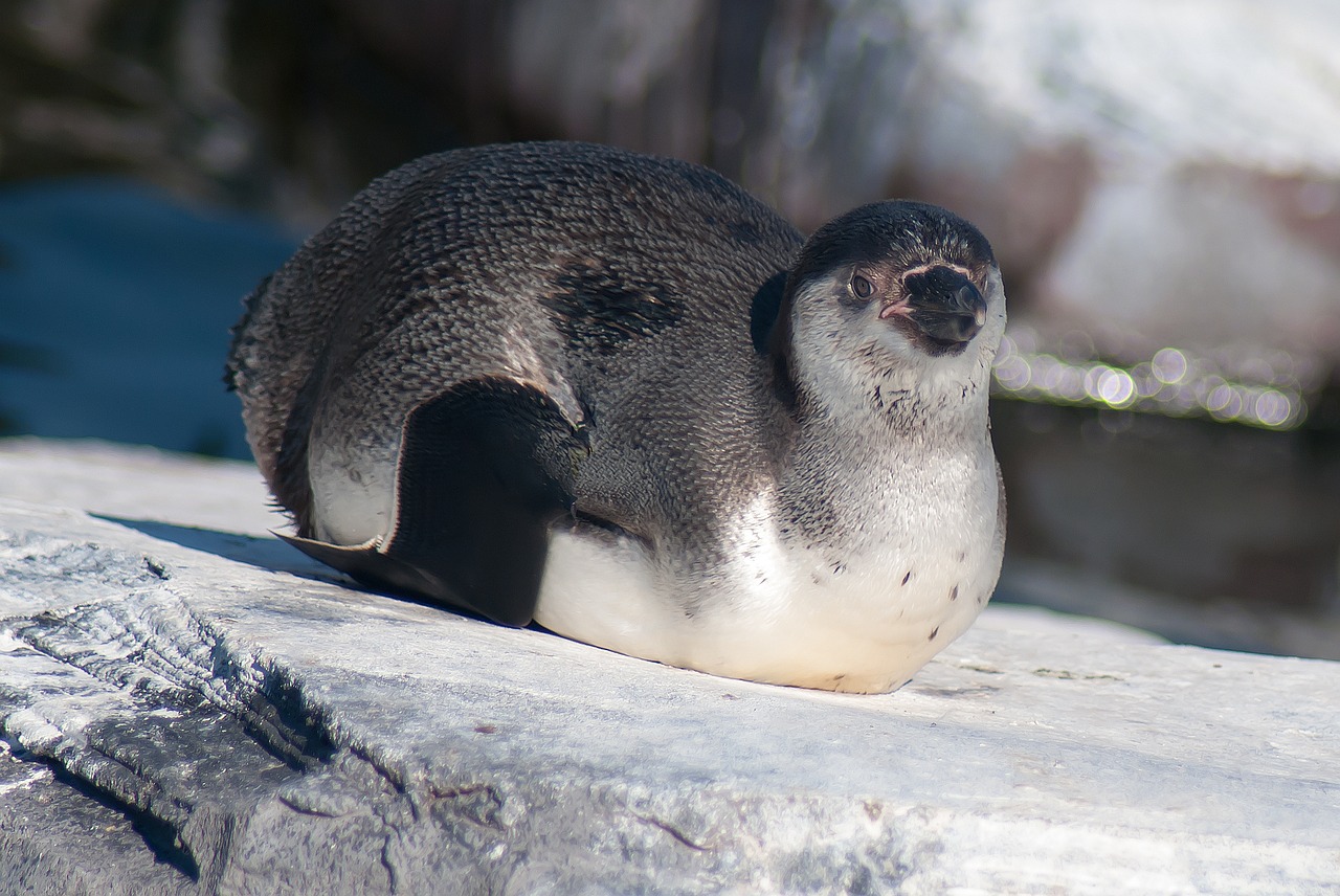 water animal penguin free photo