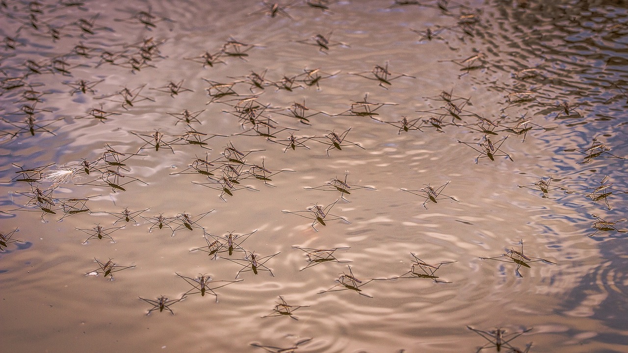 water strider insect free photo