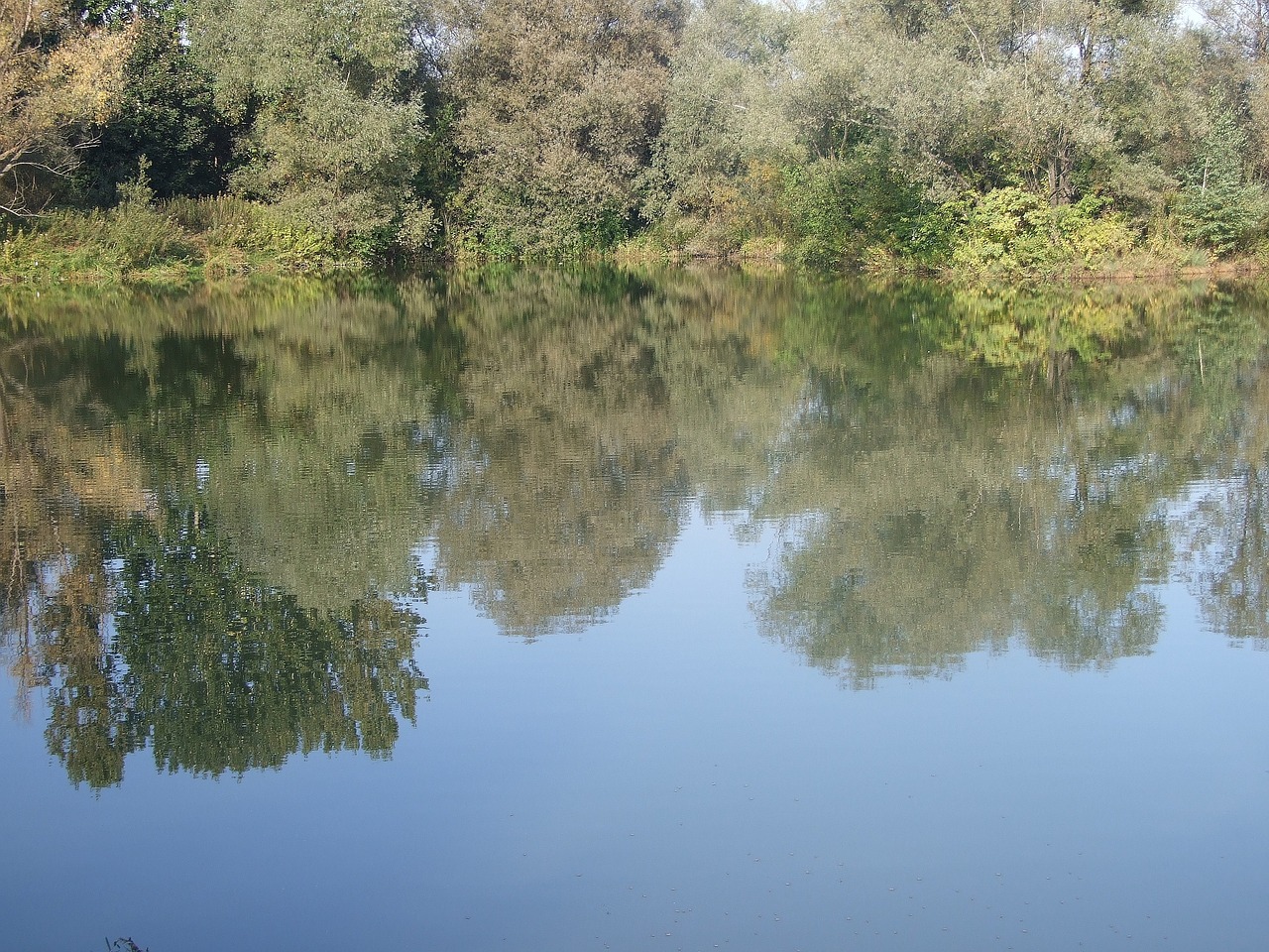 water reflection tree free photo