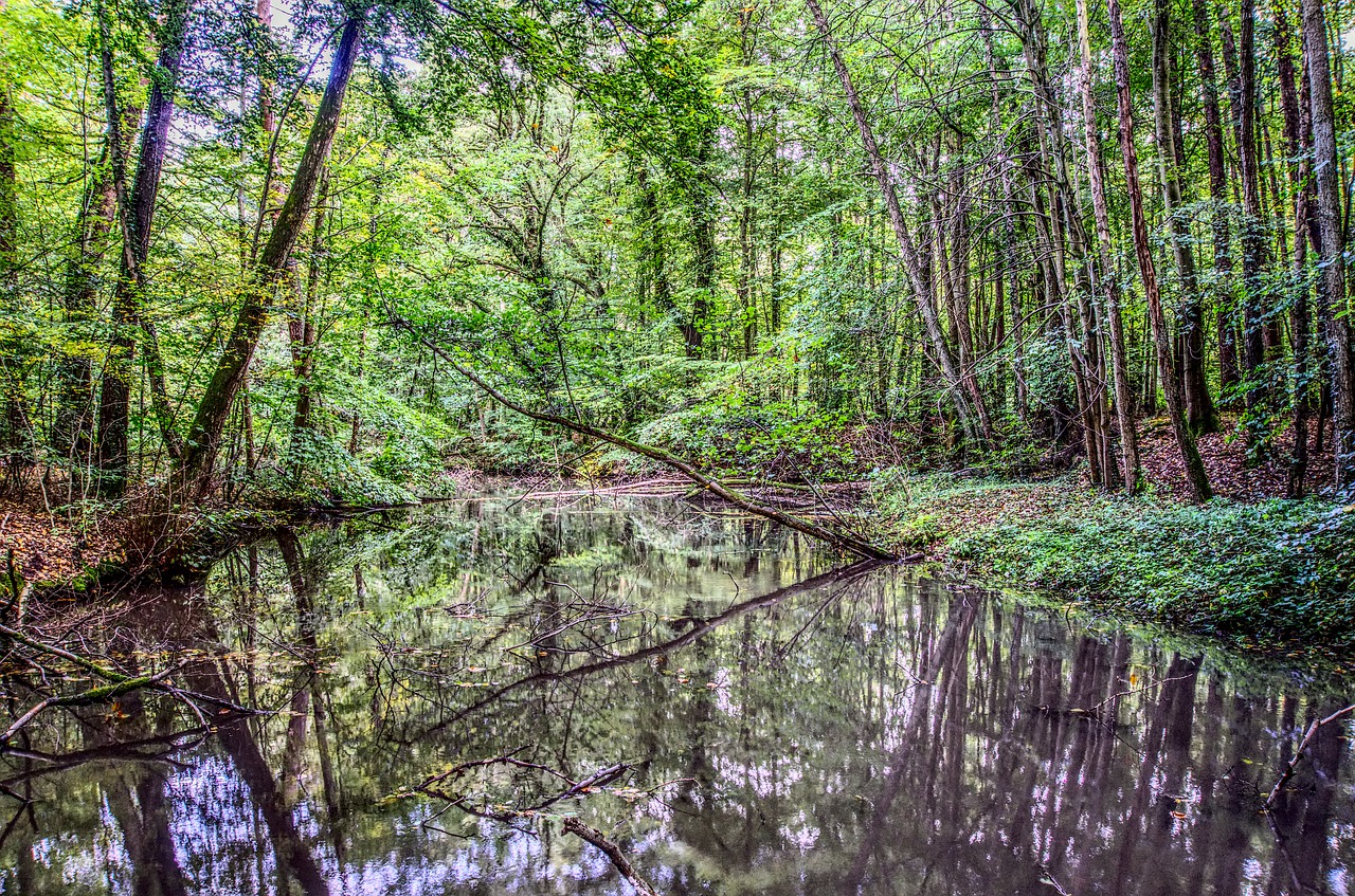 water mirroring reflection free photo