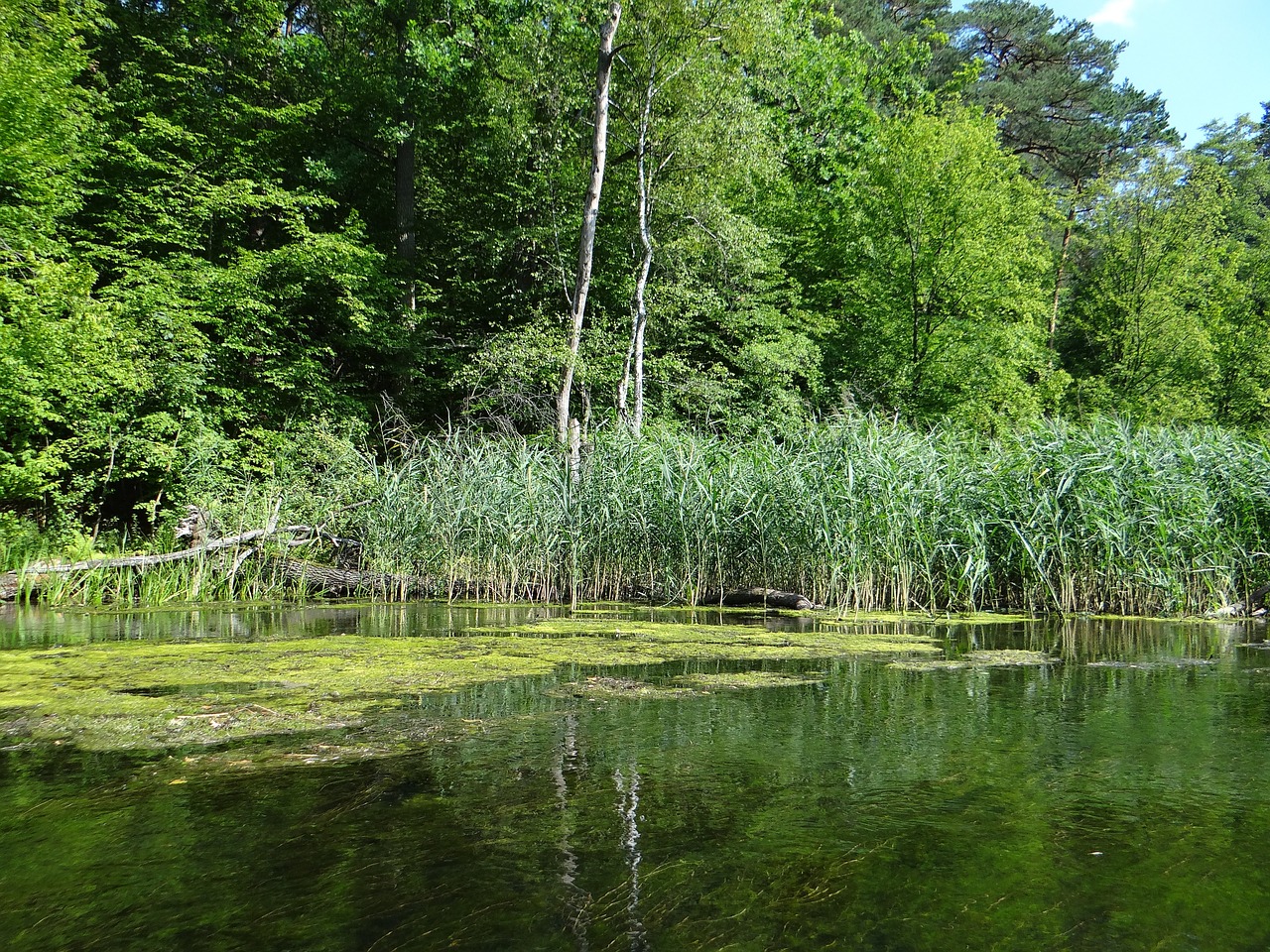 water river logs of trees free photo