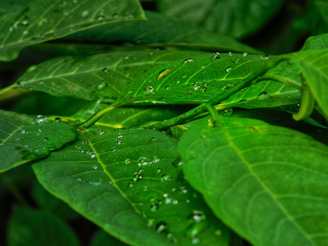 water drops leafs free photo