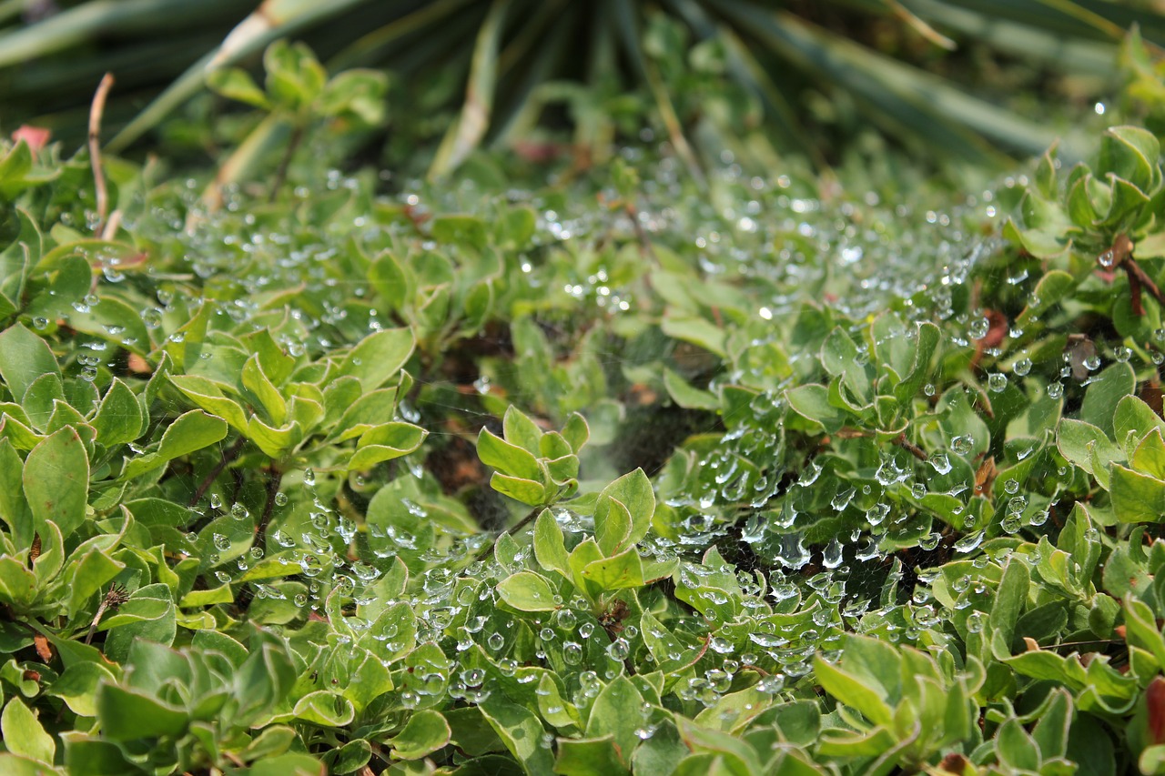 water spider web silk free photo