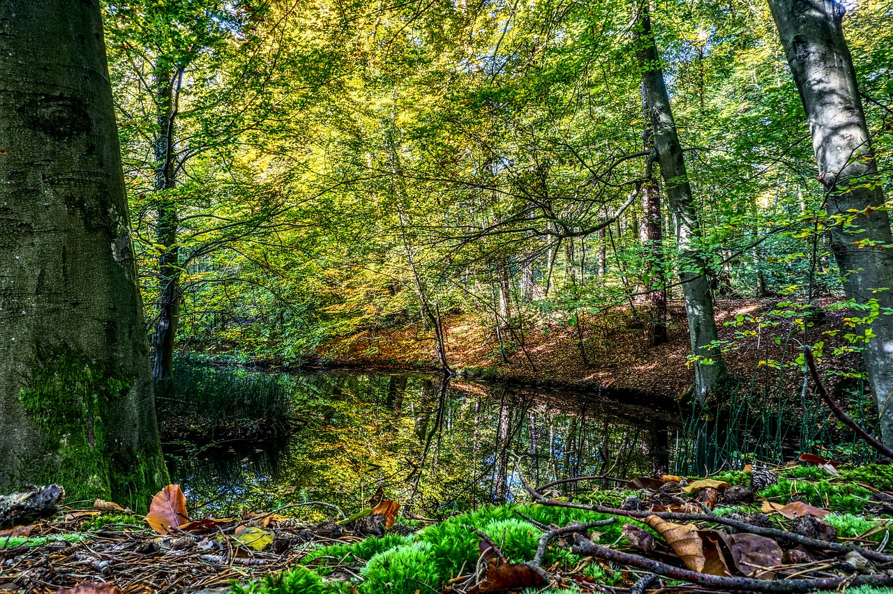 water mirroring reflection free photo