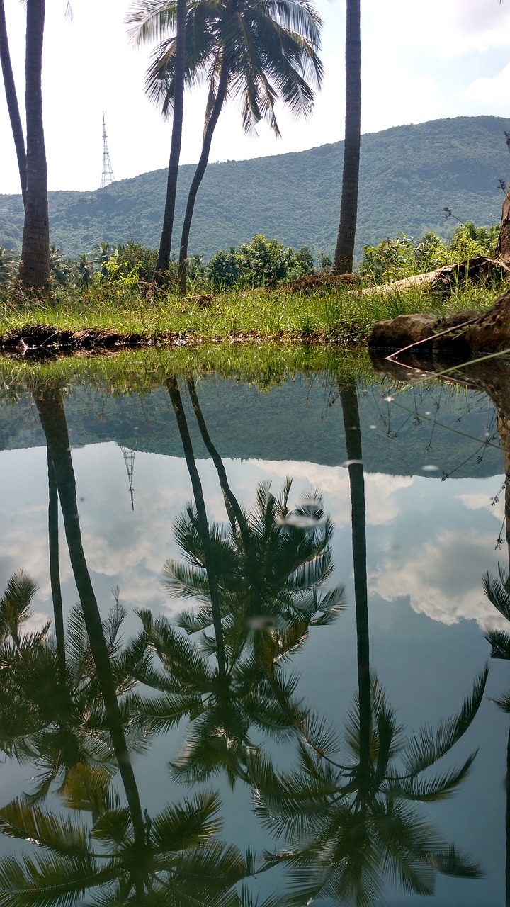 water coconut trees free photo