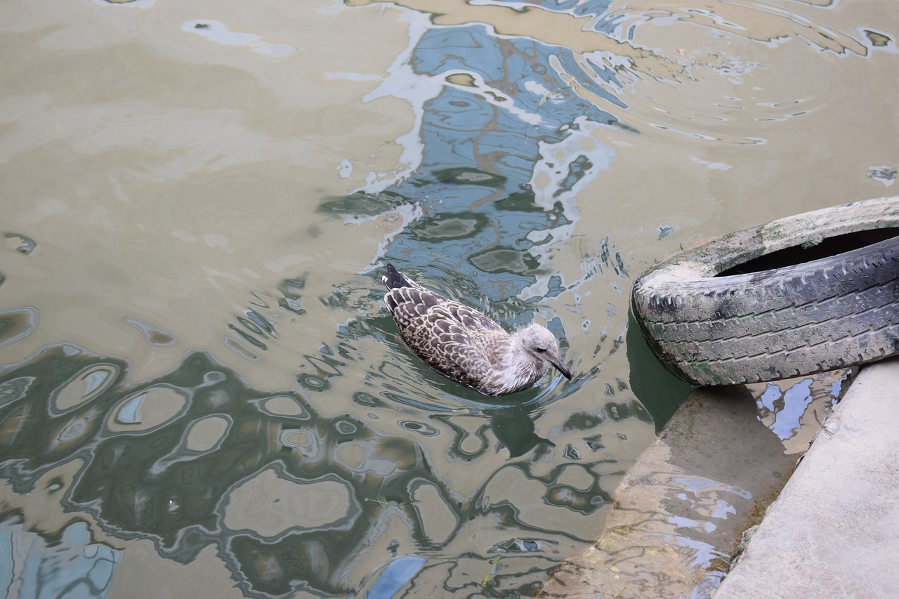 water gull bird free photo