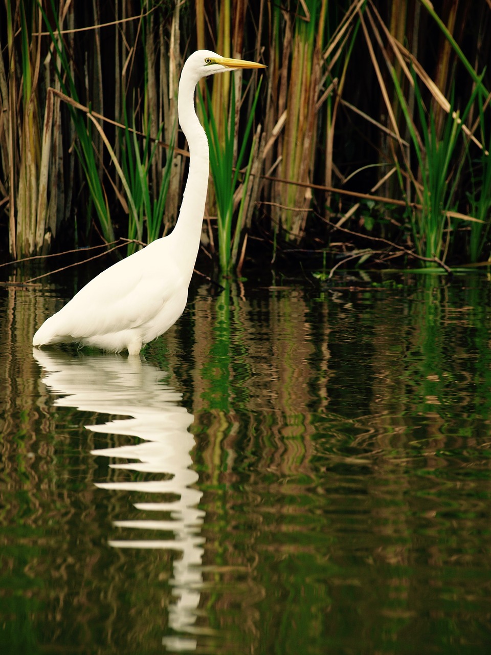 water bird white free photo