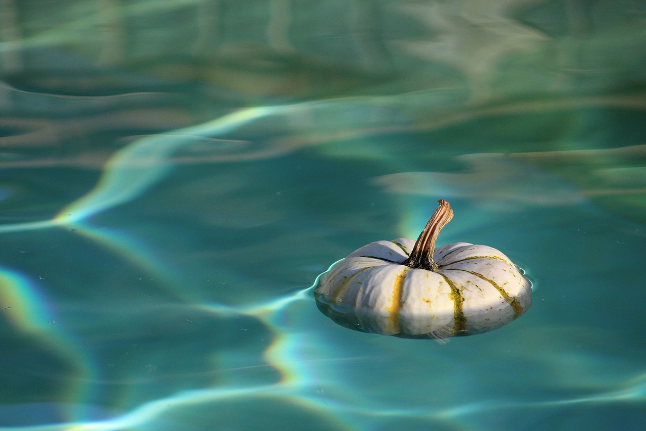 water pumpkin wet free photo