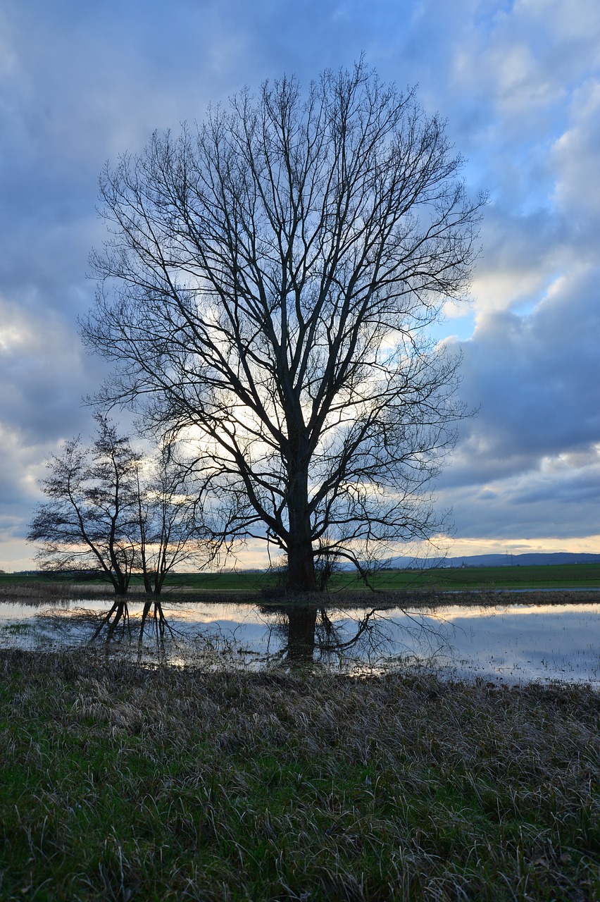 water landscape trees free photo