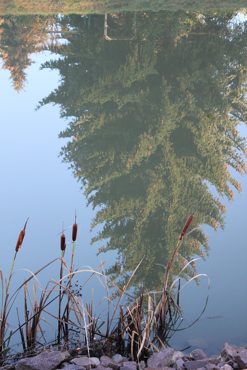 water tree reed free photo