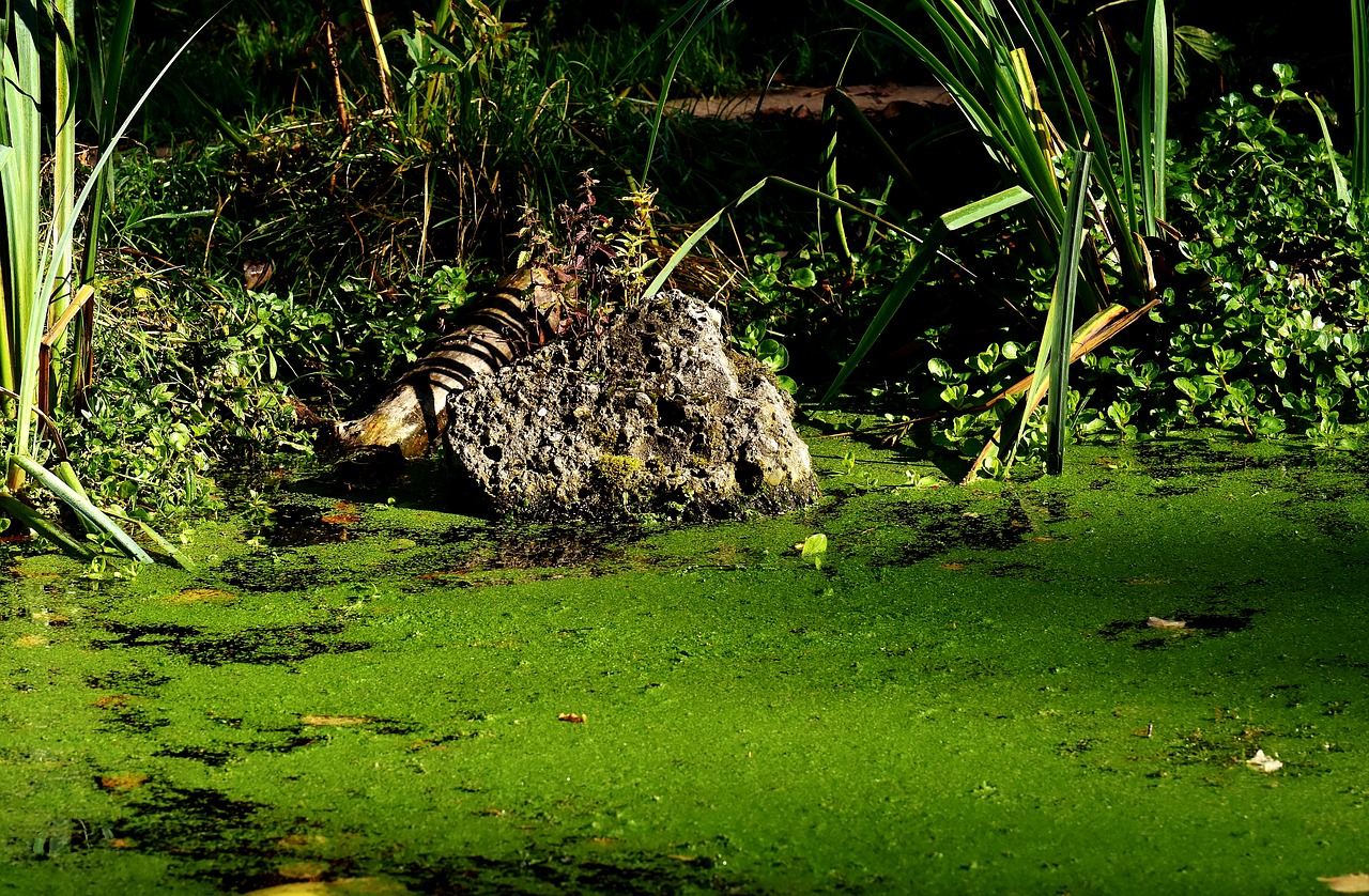 water seaweed moss free photo