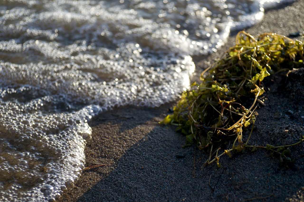 water beach sand free photo