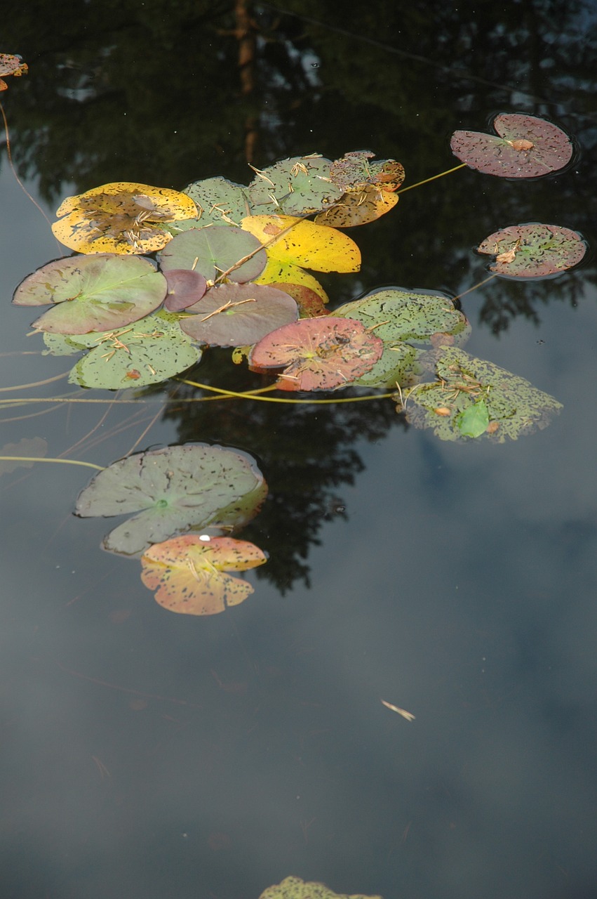 water lily pond free photo