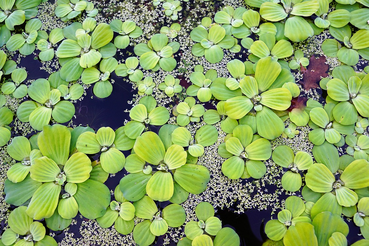 water plant pond free photo