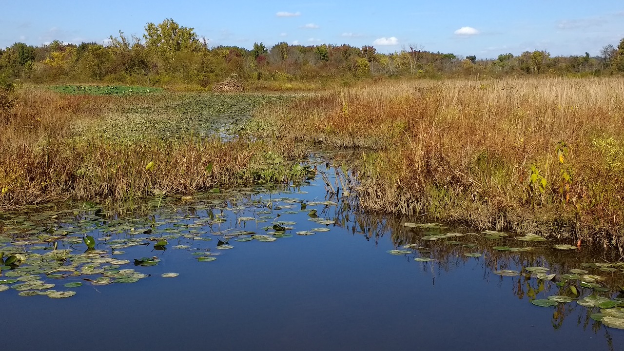 water pond waterlily free photo