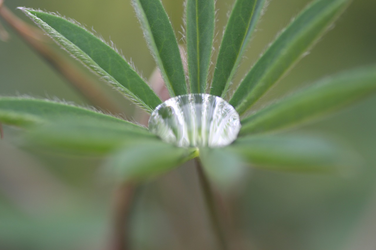 water droplet drop free photo