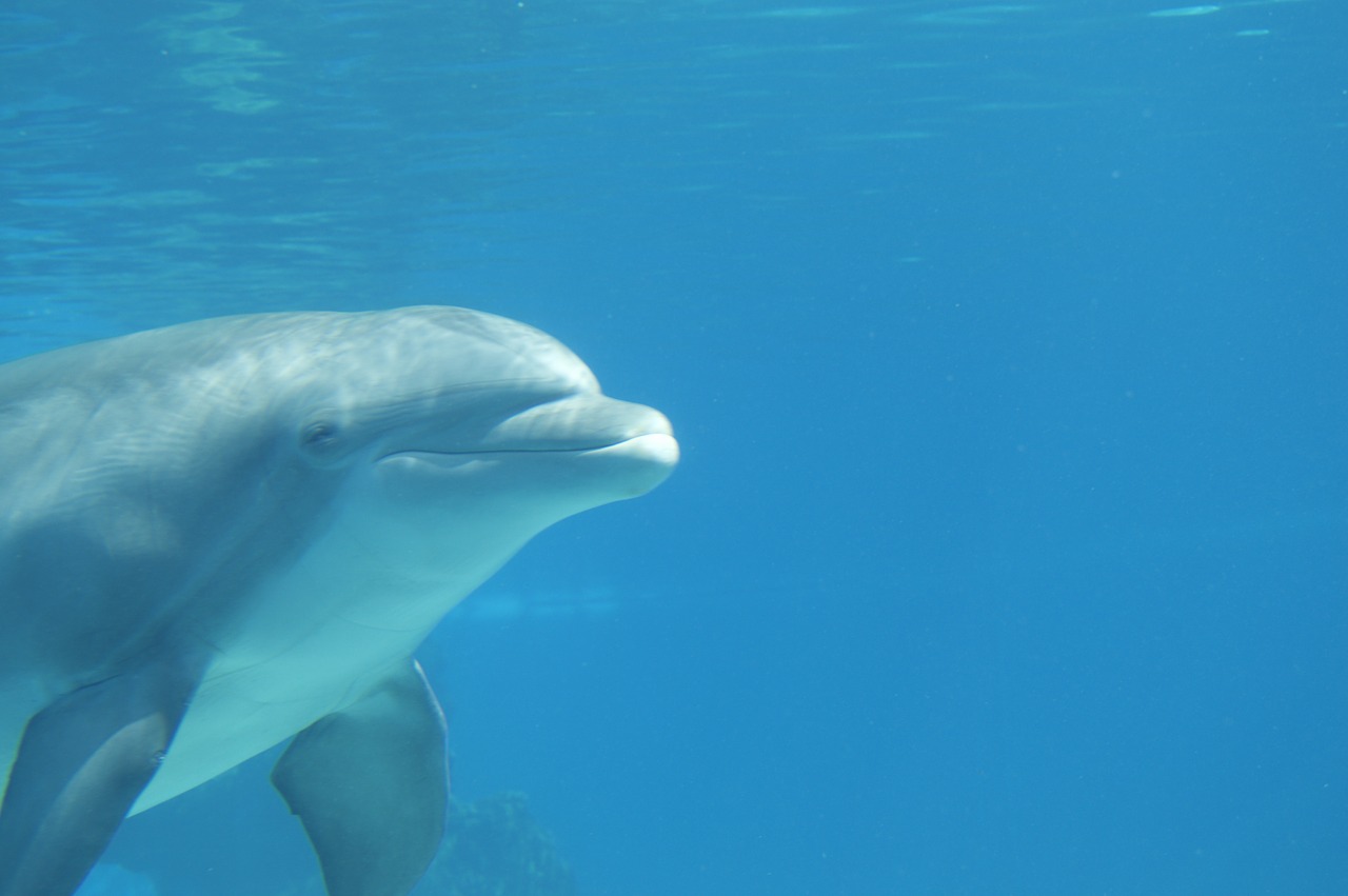 water dolphin blue free photo