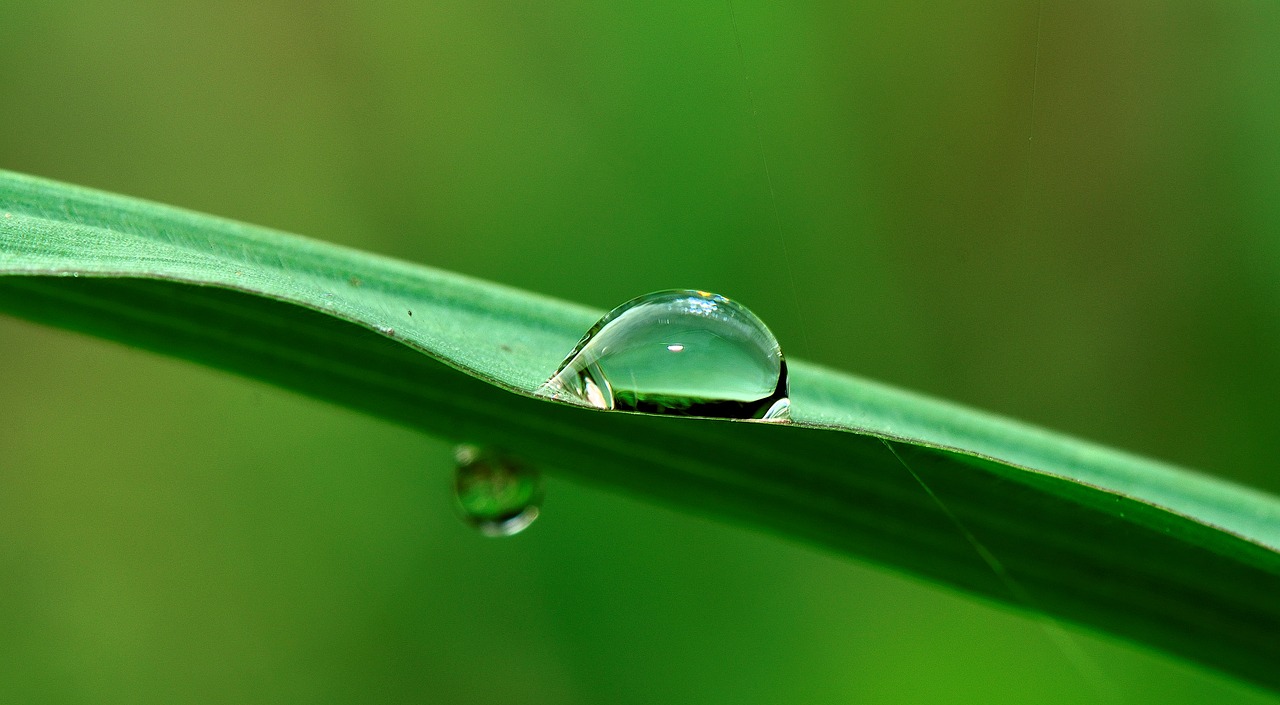 water drop grass free photo