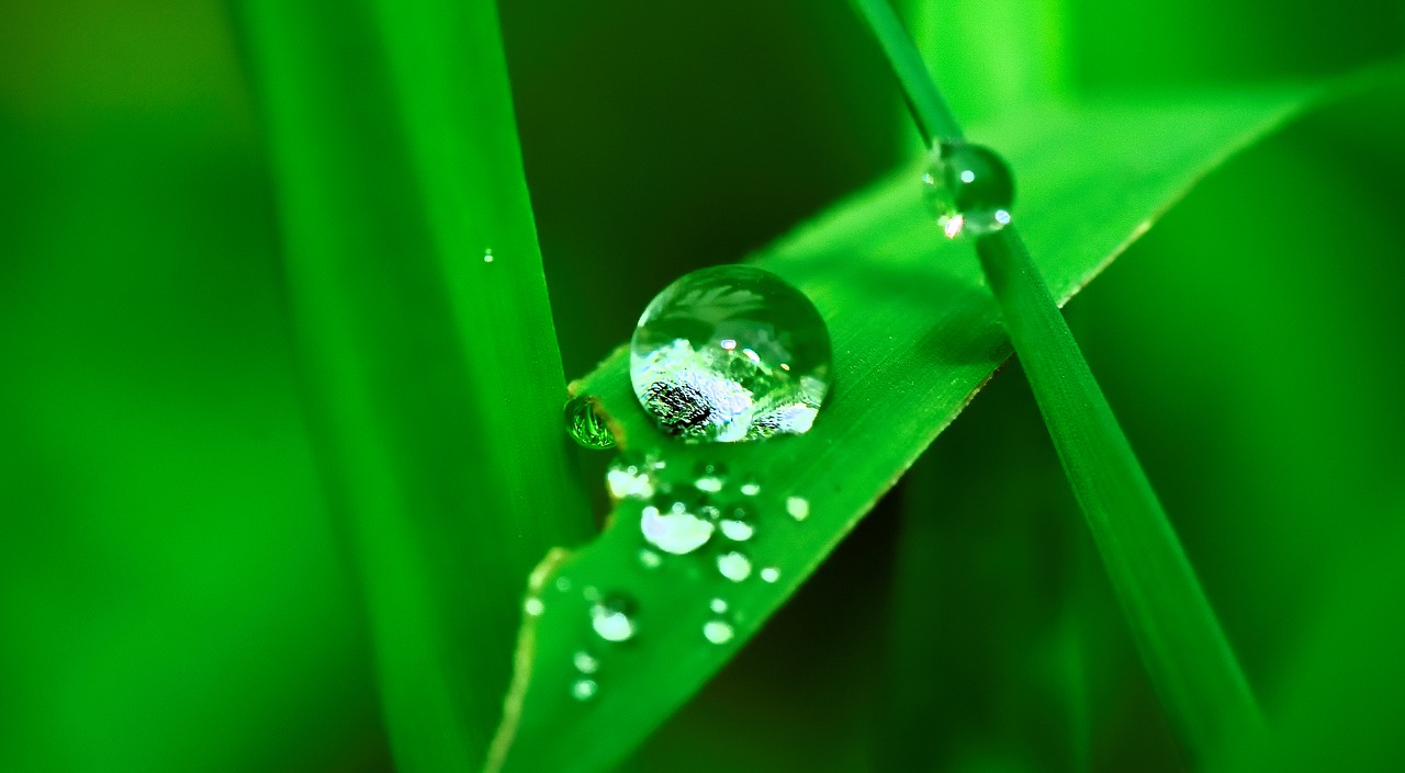 water drop grass free photo