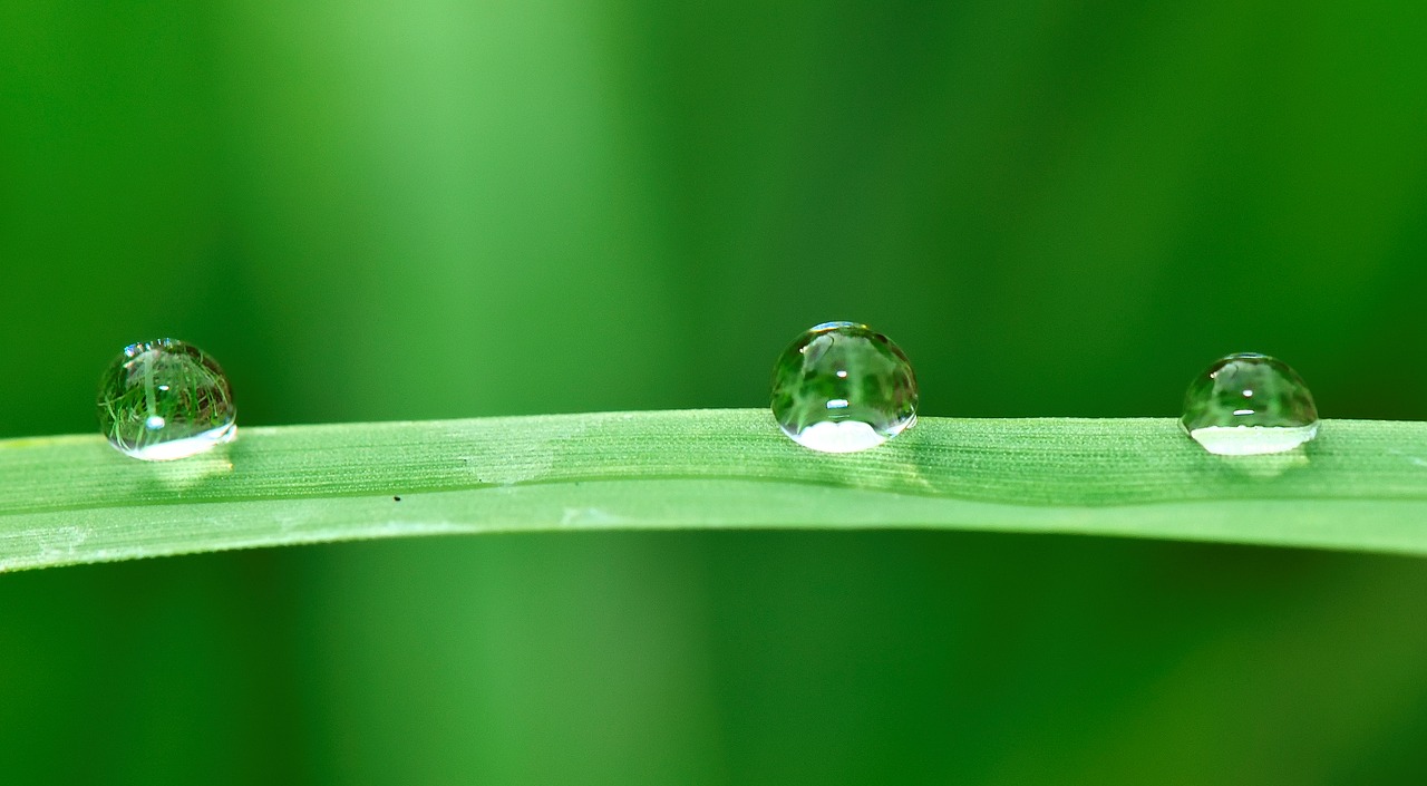 water drops grass free photo