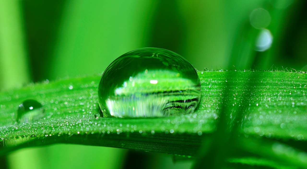 water drop grass free photo