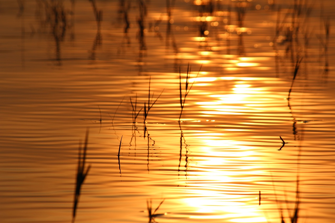 water golden sunset free photo