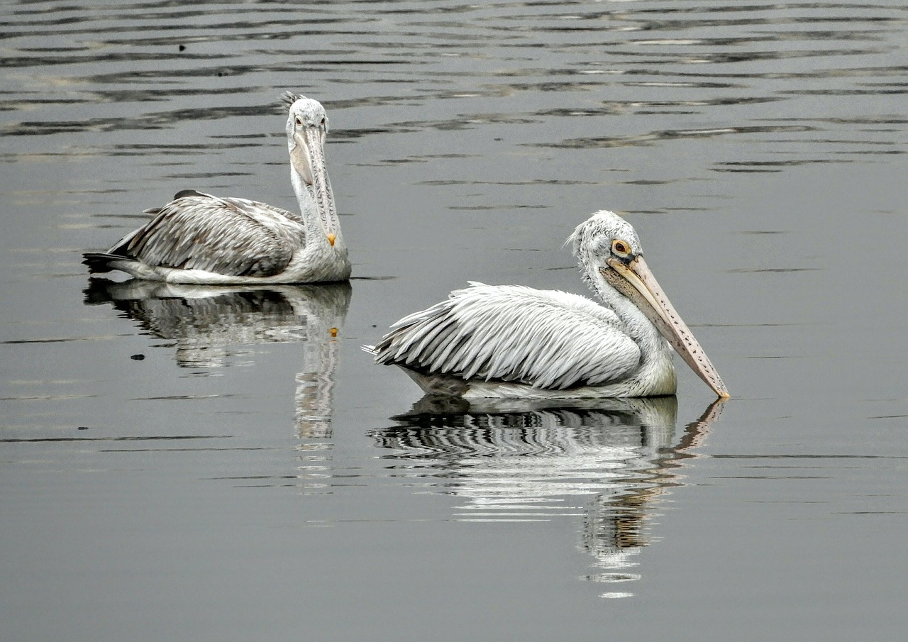 water pelican bird free photo