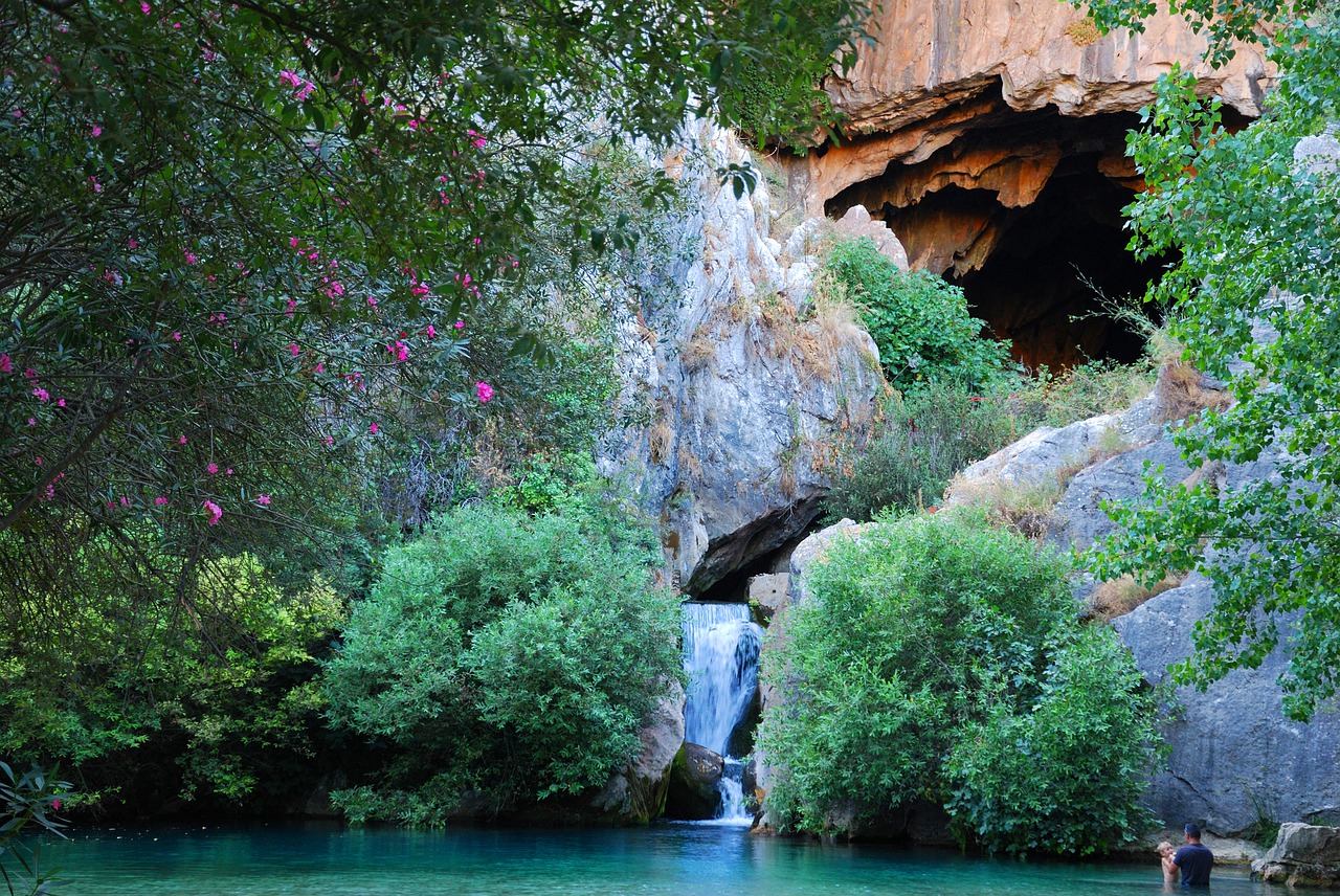 water nature tree free photo