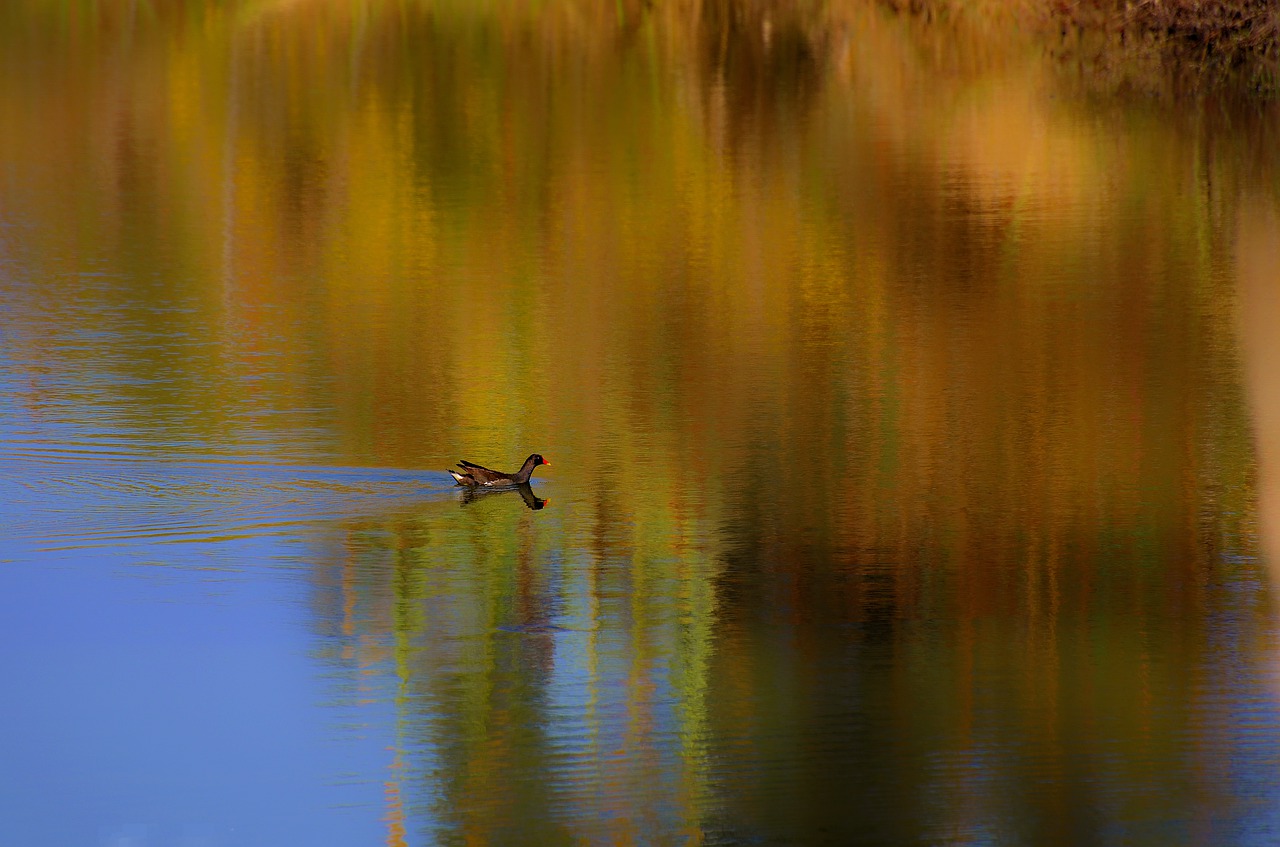 water reflection dawn free photo