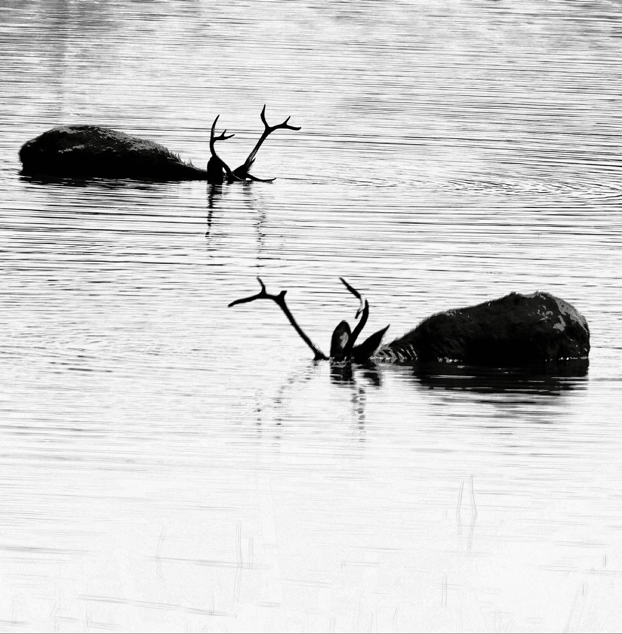 water reflection wildlife free photo