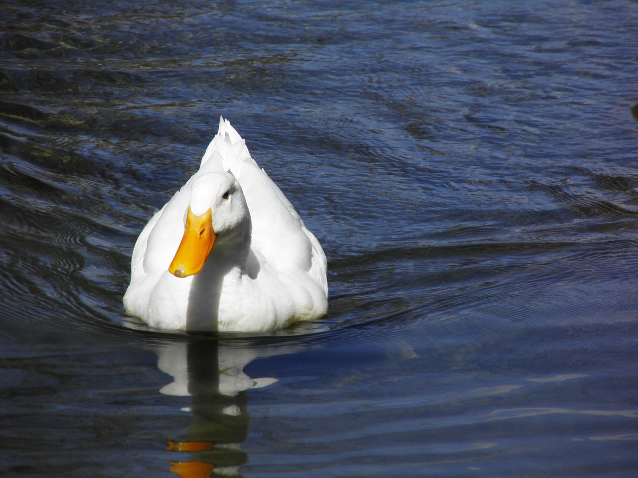 water bird lake free photo