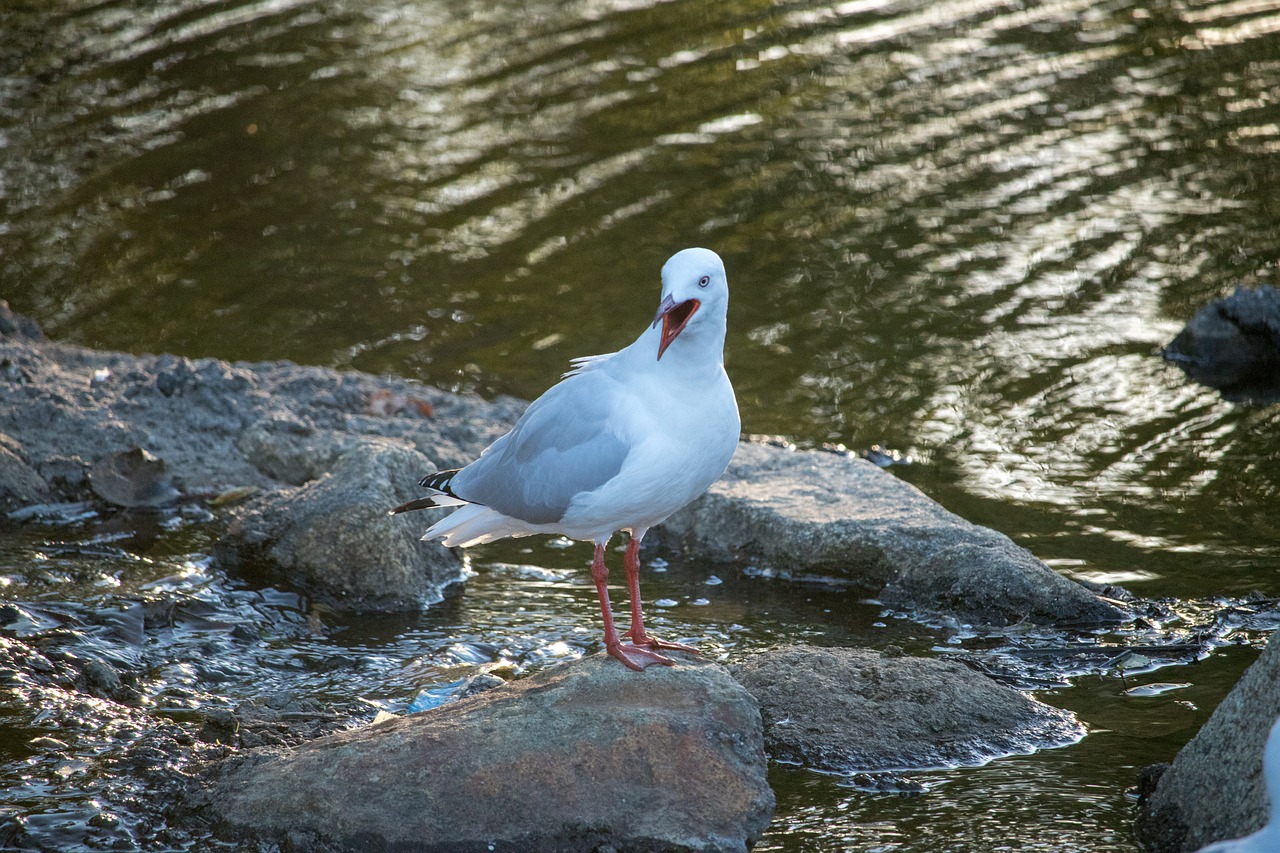 water nature bird free photo