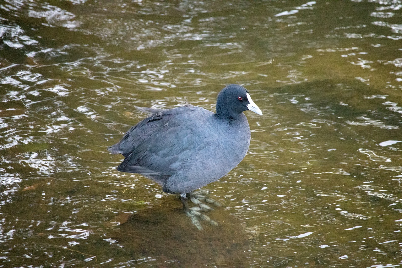 water bird pool free photo