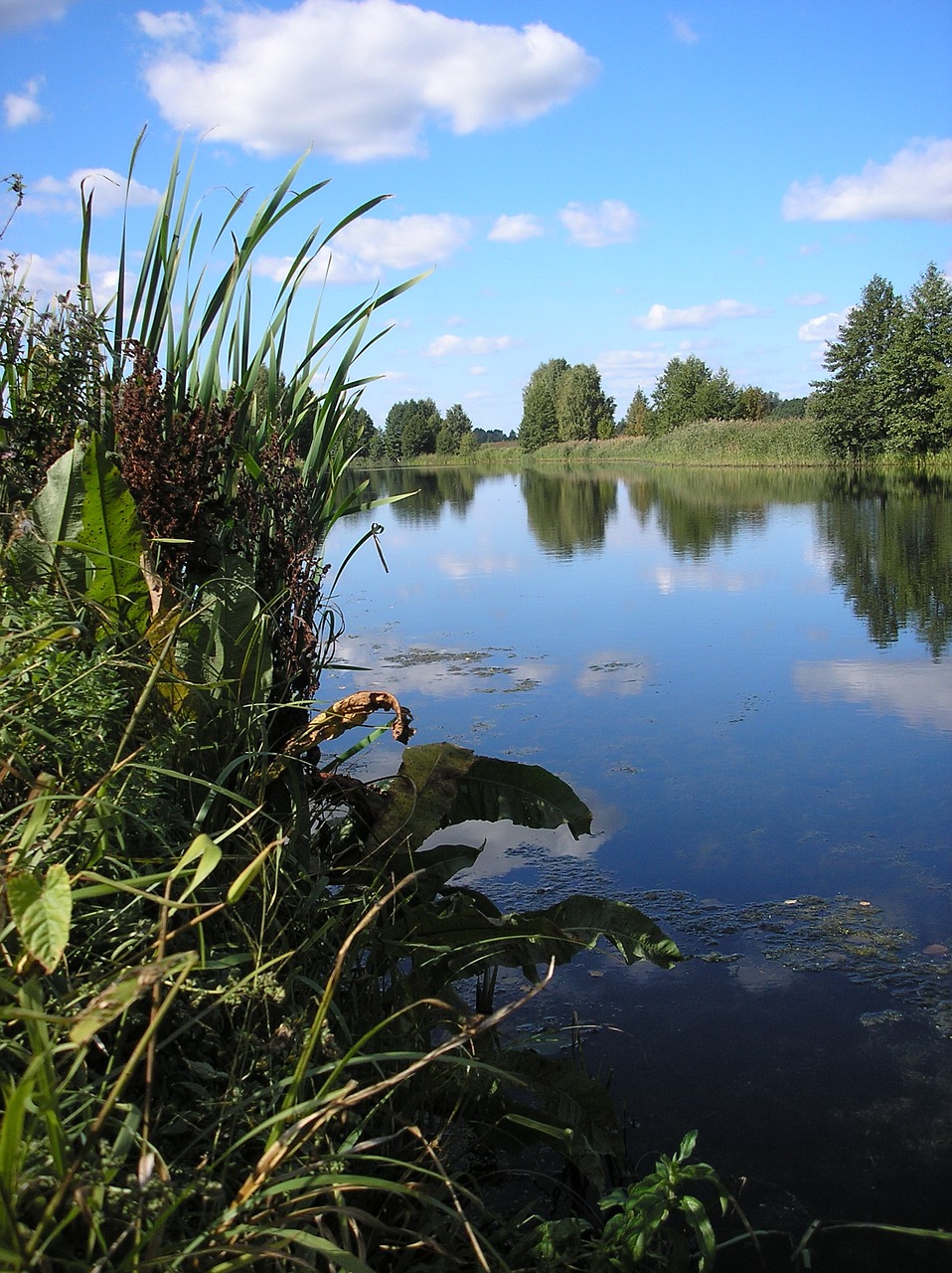 water nature lake free photo