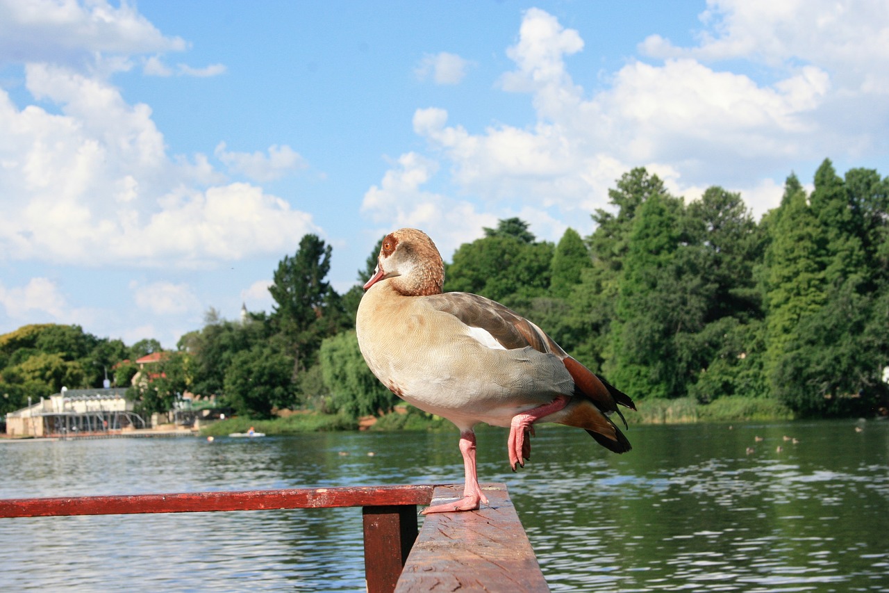 water nature lake free photo