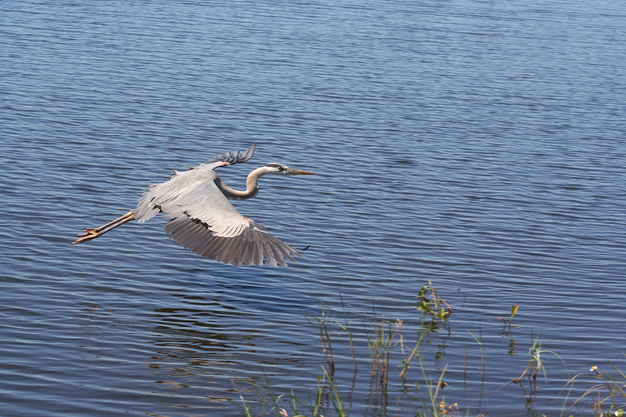 water bird lake free photo