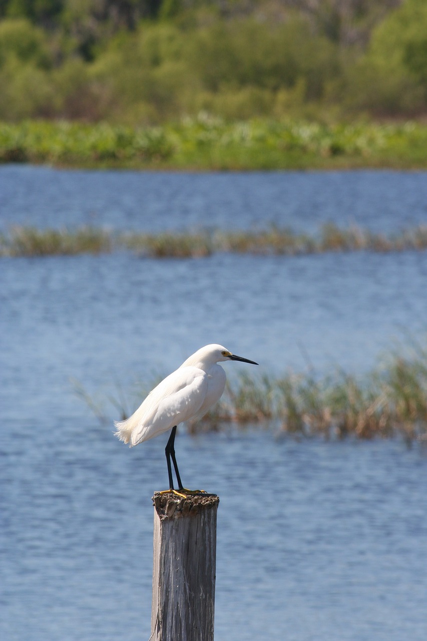 water lake nature free photo