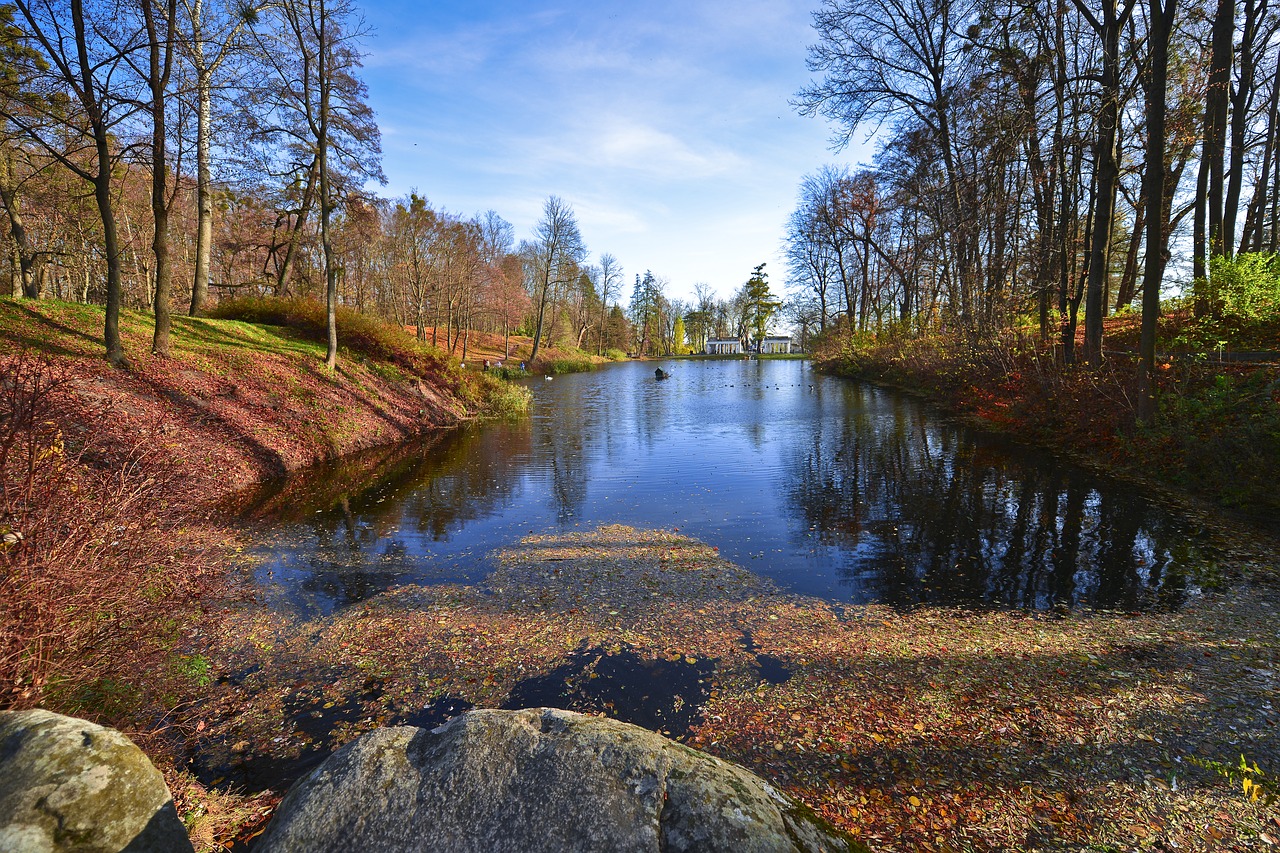 water nature tree free photo