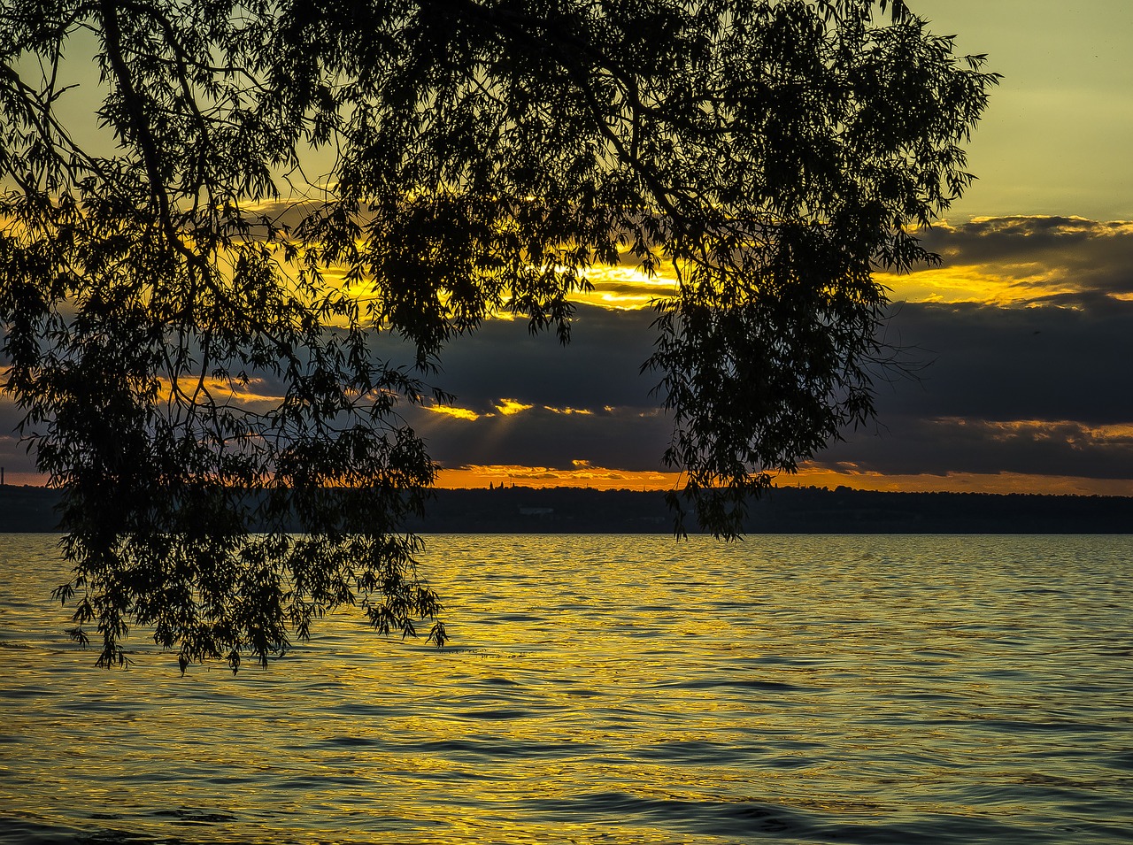 water tree nature free photo