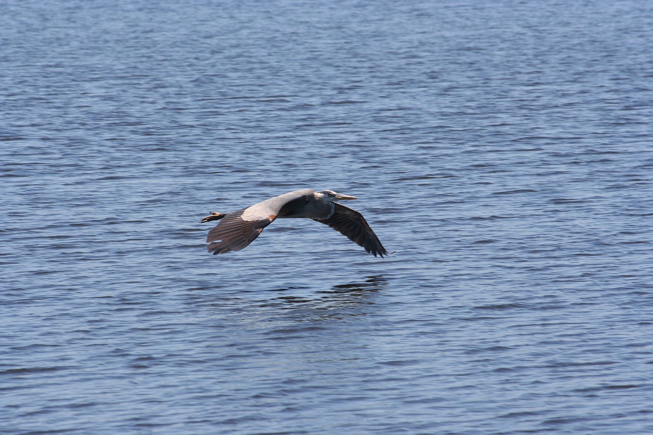 water bird nature free photo